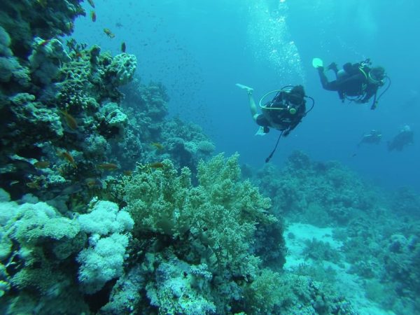 رحلة جزيرة تيران من شرم الشيخ