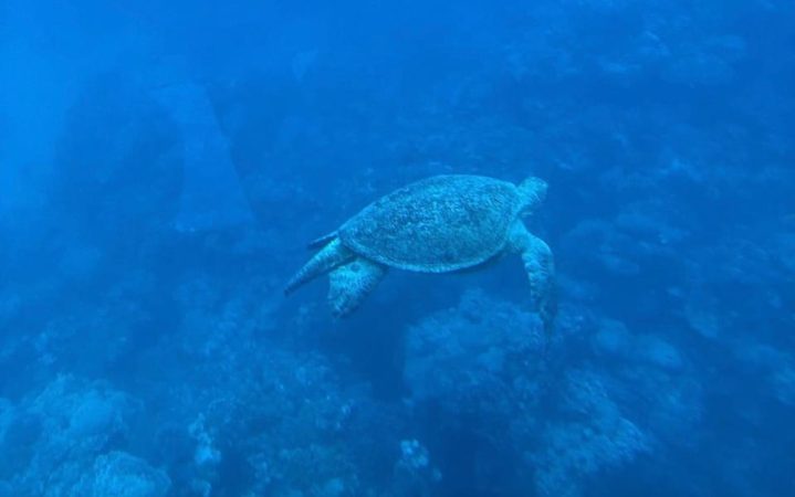 الغواصة شرم الشيخ