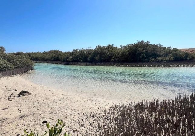 رحلة راس محمد نصف يوم بالباص
