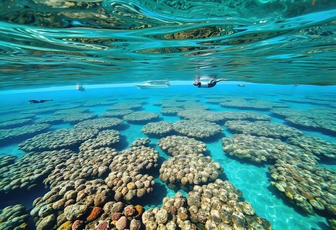 رحلة جزيرة تيران من شرم الشيخ