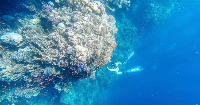 رحلة راس محمد نصف يوم بالباص