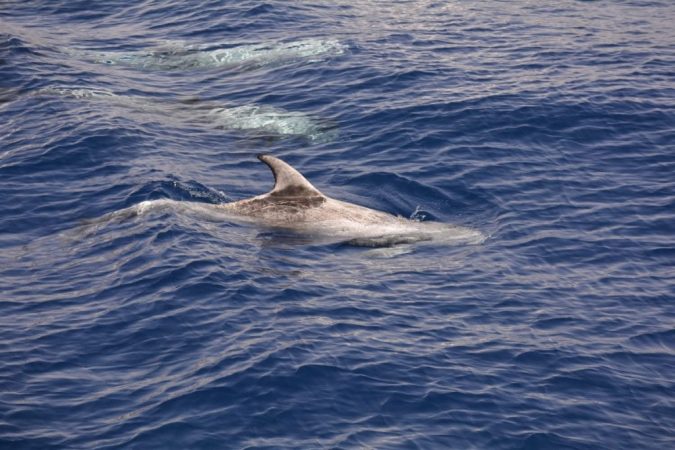 سبيد بوت في شرم الشيح
